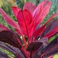 Daun Andong - Cordyline Fruticosa (Dried and Powder)