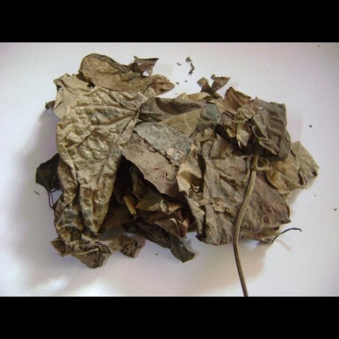 Daun Daruju - Acanthus ilicifolius L. (Dried and Powder)