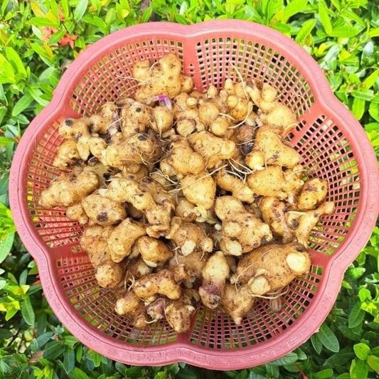 Akar/Umbi/Rimpang Daun Dewa - Root/Tuber/Rhizome Gynura Divaricata (Dried and Powder)
