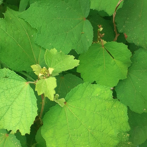 Daun Pulutan - Urena Lobata Leaf (Dried and powder)