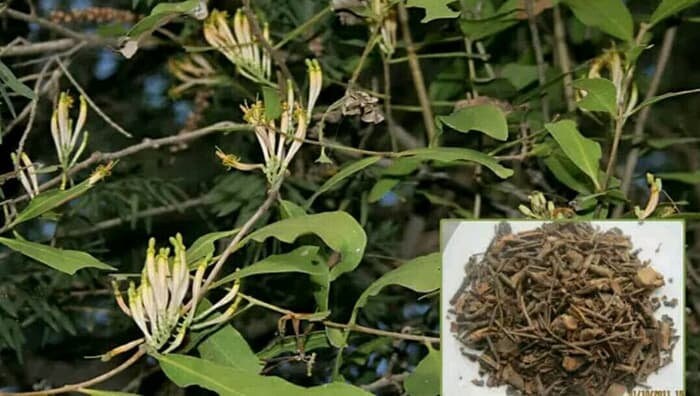 Benalu Teh - Scururula Oortina (Dried and Powder)