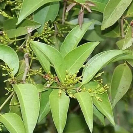 Benalu Teh - Scururula Oortina (Dried and Powder)