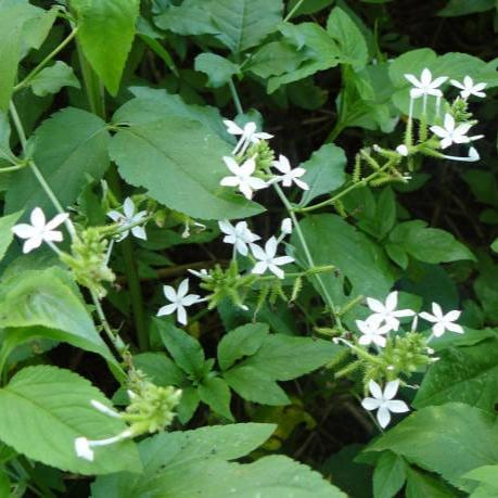 Daun Encok - Plumbago Zeylanica Leaf (Dried and Powder)