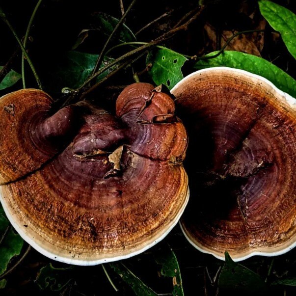 Jamur Lingzi Kering - Ganoderma Lucidum Dried