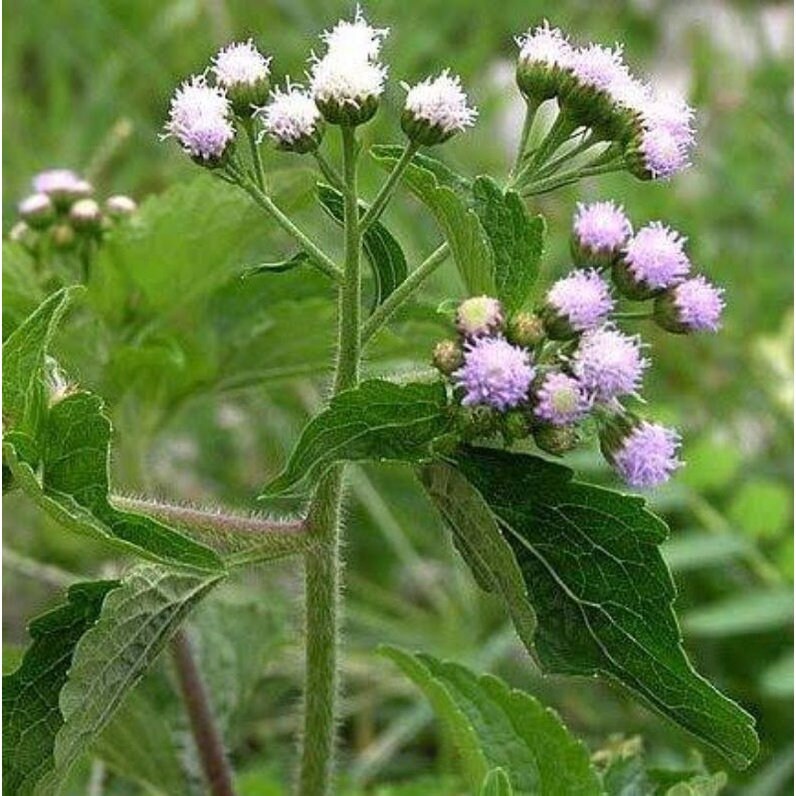Daun Sawi Langit - Vernonia cinerea L. (Dried and Powder)