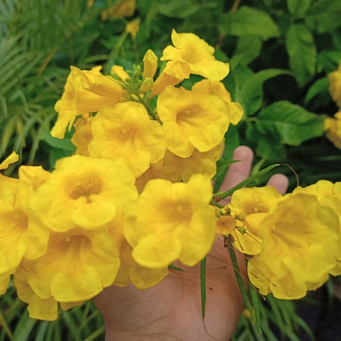 Bunga Alamanda Kuning - Allamanda cathartica (Dried and Powder)
