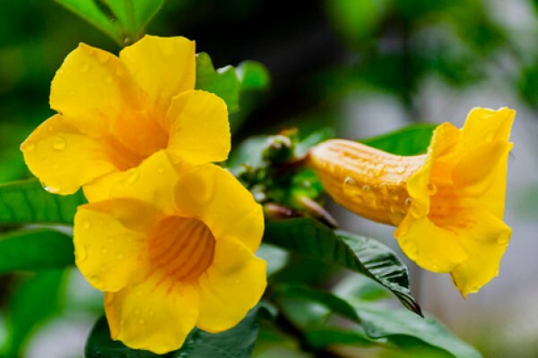 Bunga Alamanda Kuning - Allamanda cathartica (Dried and Powder)