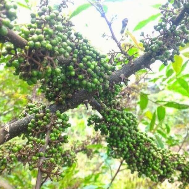 Andaliman - Zanthoxylum acanthopodium DC (Dried and Powder)