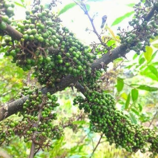 Andaliman - Zanthoxylum acanthopodium DC (Dried and Powder)