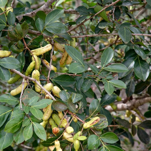 Daun Asam Landa - Inga Laurina Leaf (Dried and Powder)