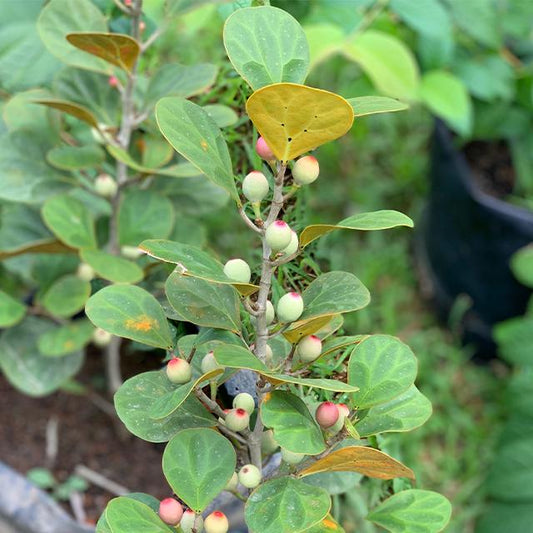 Daun Tabat Berito Kering - Ficus deltoidea Jack Leaf (Dried/Powder)