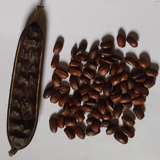Biji Trembesi - Pithecellobium saman Seed