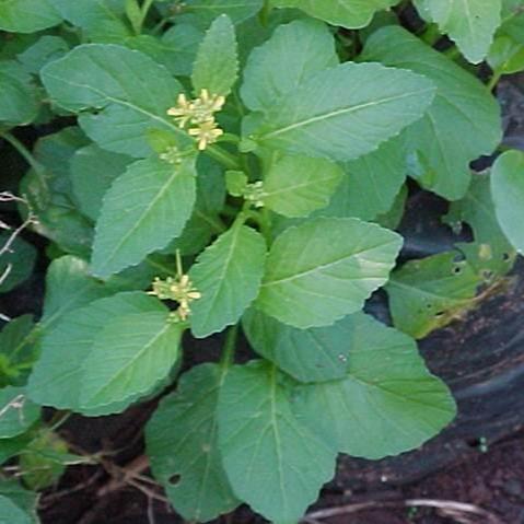 Daun Sawi Tanah - Nasturtium Montanum Leaves (Dried/powder)
