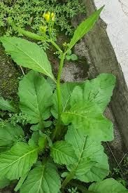 Daun Sawi Tanah - Nasturtium Montanum Leaves (Dried/powder)