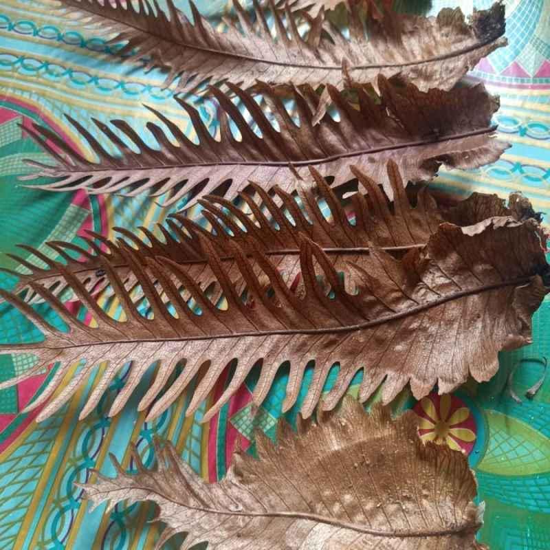 Daun Tanduk Rusa - Platycerium Coronarium Leaf (Dried and Powder)