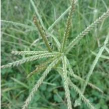 Rumput Belulang - Eleusine Indica (Dried and Powder)