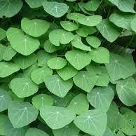 Daun Stephania - Stephania hernandifolia  (Dried and Powder)