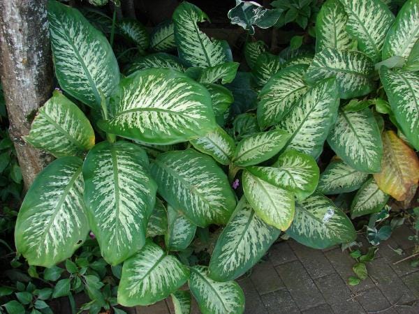 Daun Sri Rezeki - Dieffenbachia Seguine (Dried and Powder)