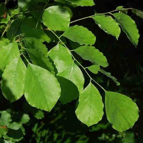 Daun Sonokeling - Dalbergia Latifolia Leaf (Powder and Dried)