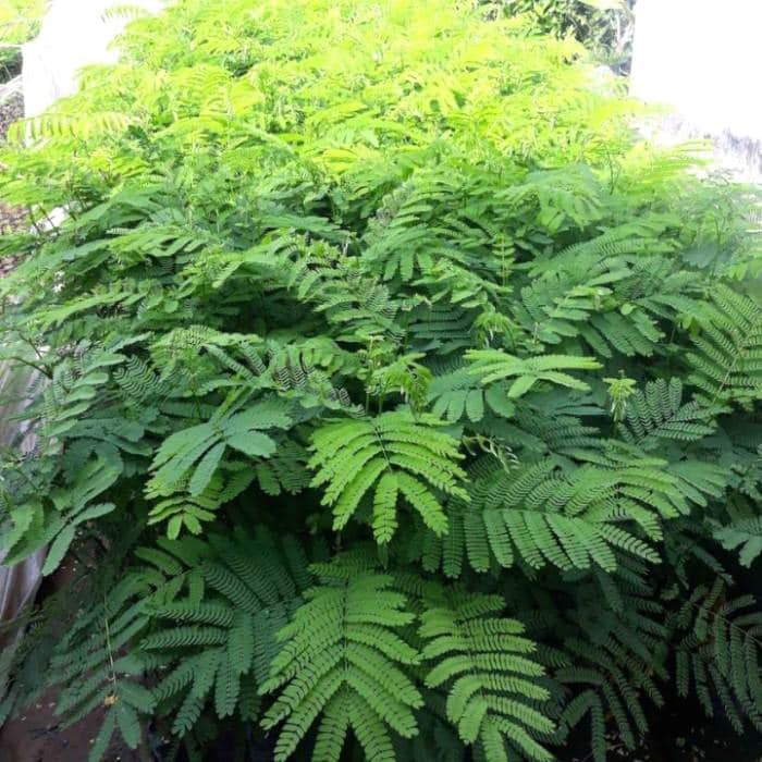 Daun Sengon Laut - Albizia Falcataria Leaf (Dried and Powder)