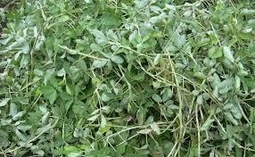 Daun Kacang Tanah Kering - Arachis hypogaea Dried Leaf