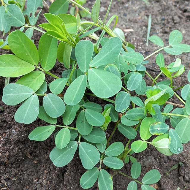 Daun Kacang Tanah Kering - Arachis hypogaea Dried Leaf