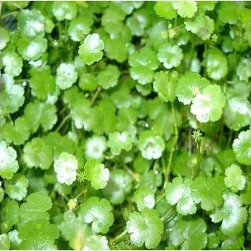 Daun Semanggi Gunung - Hydrocotyle Sibthorpioides (Dried and Powder)