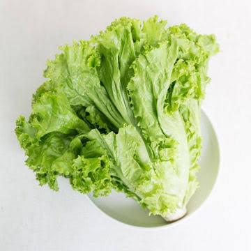 Daun Selada - Lactuca Sativa (Dried and Powder)