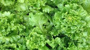Daun Selada - Lactuca Sativa (Dried and Powder)