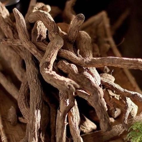Akar Pule Pandak - Rauvolfia Serpentina Root (Dried and Powder)