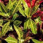 Daun Puring - Codiaeum Variegatum Leaf (Dried and Powder)