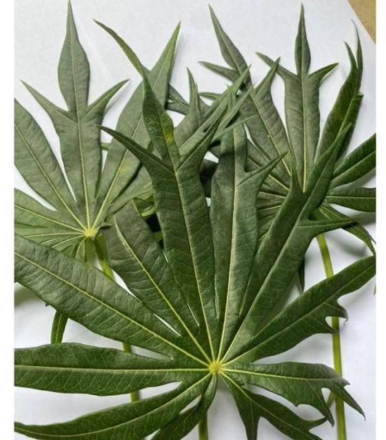 Daun Jarak Tintir - Jatropha Multifida L Leaf (Dried and Powder)