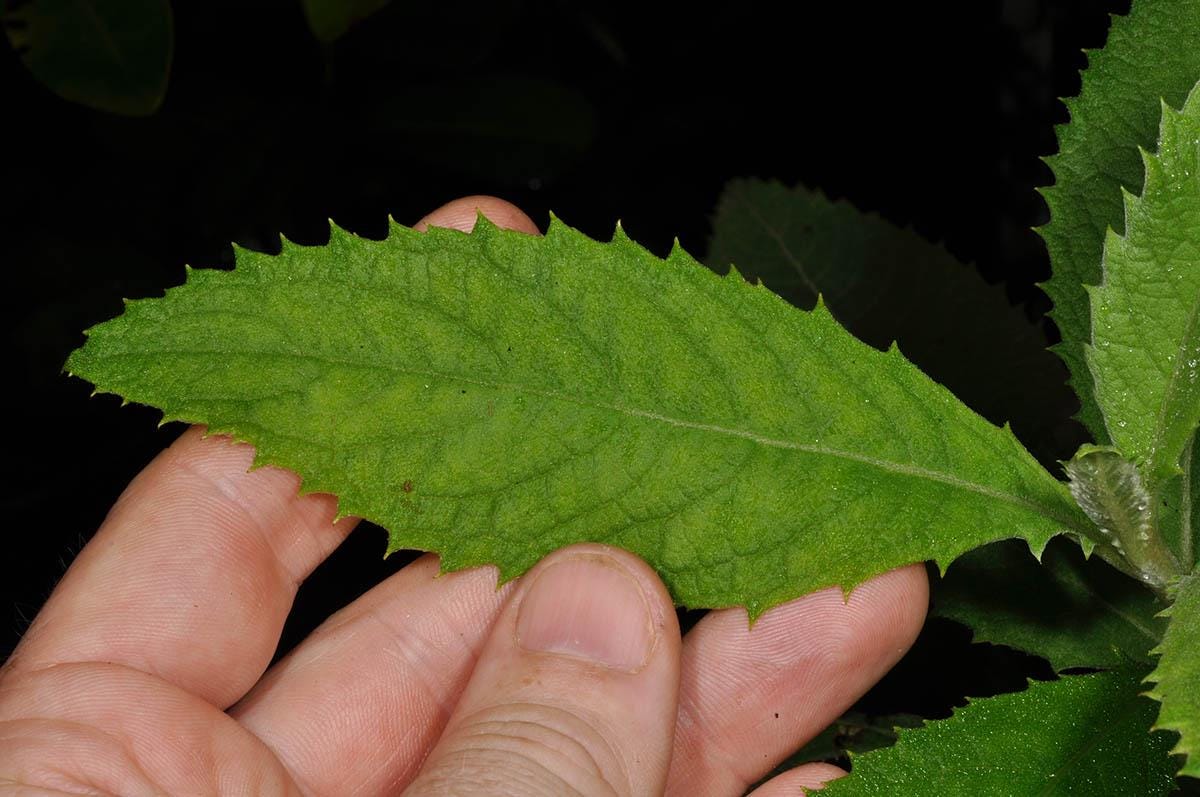 Daun Sembung Kuwuk - Blumea Lacera Leaf (Dried and Powder)