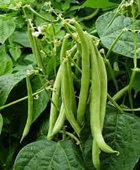 Buncis - Phaseolus Vulgaris  (Dried and Powder)