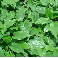 Daun Keladi Tikus - Typhonium Flagelliforme Leaf (Dried and Powder)