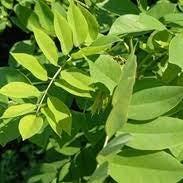 Daun Gamal - Gliricidia Sepium Leaf (Dried and Powder)