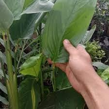 Daun Garut - Maranta Arundinacea Leaf (Dried and Powder)
