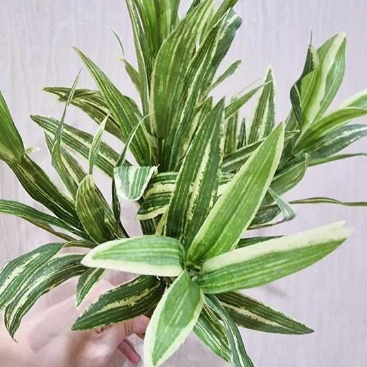 Daun Dracaena - Dracaena Sanderiana Leaf (Dried and Powder)