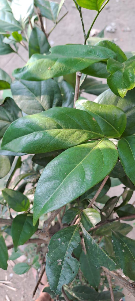 Daun Asam Landa - Inga Laurina Leaf (Dried and Powder)