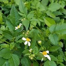 Daun Ajeran - Bidens Pilosa Leaf (Dried and Powder)