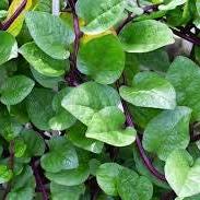 Daun Gendola - Basella Rubra Linn Leaf (Dried and Powder)