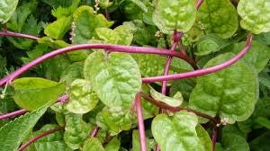 Daun Gendola - Basella Rubra Linn Leaf (Dried and Powder)