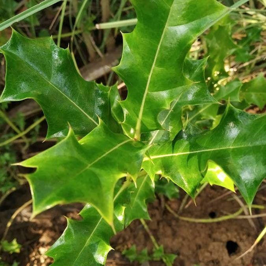 Daun Daruju - Acanthus ilicifolius L. (Dried and Powder)