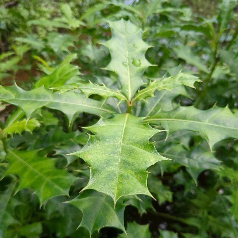 Daun Daruju - Acanthus ilicifolius L. (Dried and Powder)