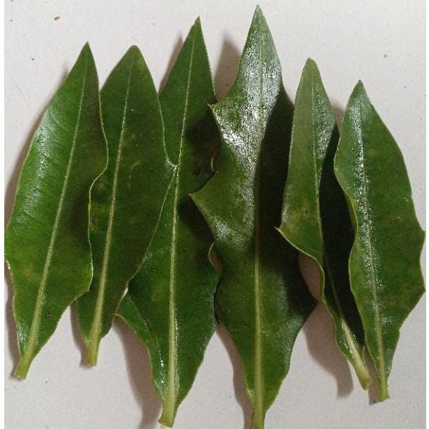 Daun Daruju - Acanthus ilicifolius L. (Dried and Powder)