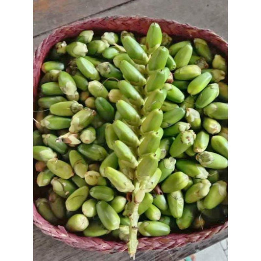 Biji Daruju Kering - Acanthus ilicifolius L. Dried Seed, 100 pcs