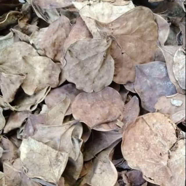 Daun Tabat Berito Kering - Ficus deltoidea Jack Leaf (Dried/Powder)