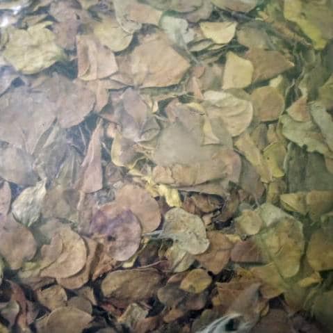 Daun Tabat Berito Kering - Ficus deltoidea Jack Leaf (Dried/Powder)
