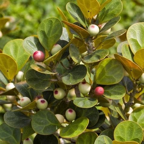 Daun Tabat Berito Kering - Ficus deltoidea Jack Leaf (Dried/Powder)