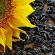 Biji Bunga Matahari/Sunflower Seed - Helianthus Annuus L. Seed (Dried Seed, Peeled Seed and Powder)